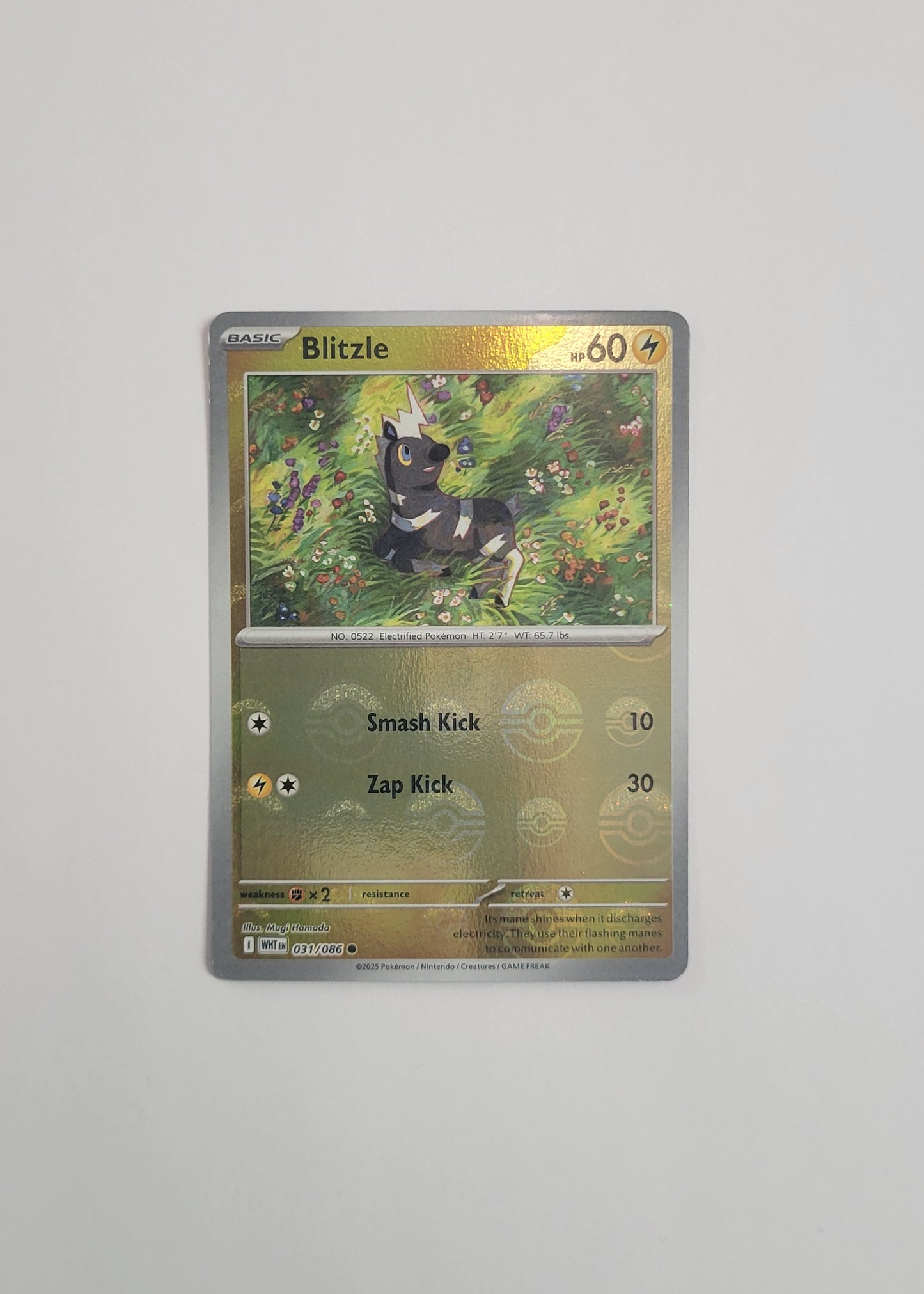 Blitzle 031/086 (Poké Ball) - White Flare